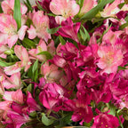 Sweet Pink Alstroemeria