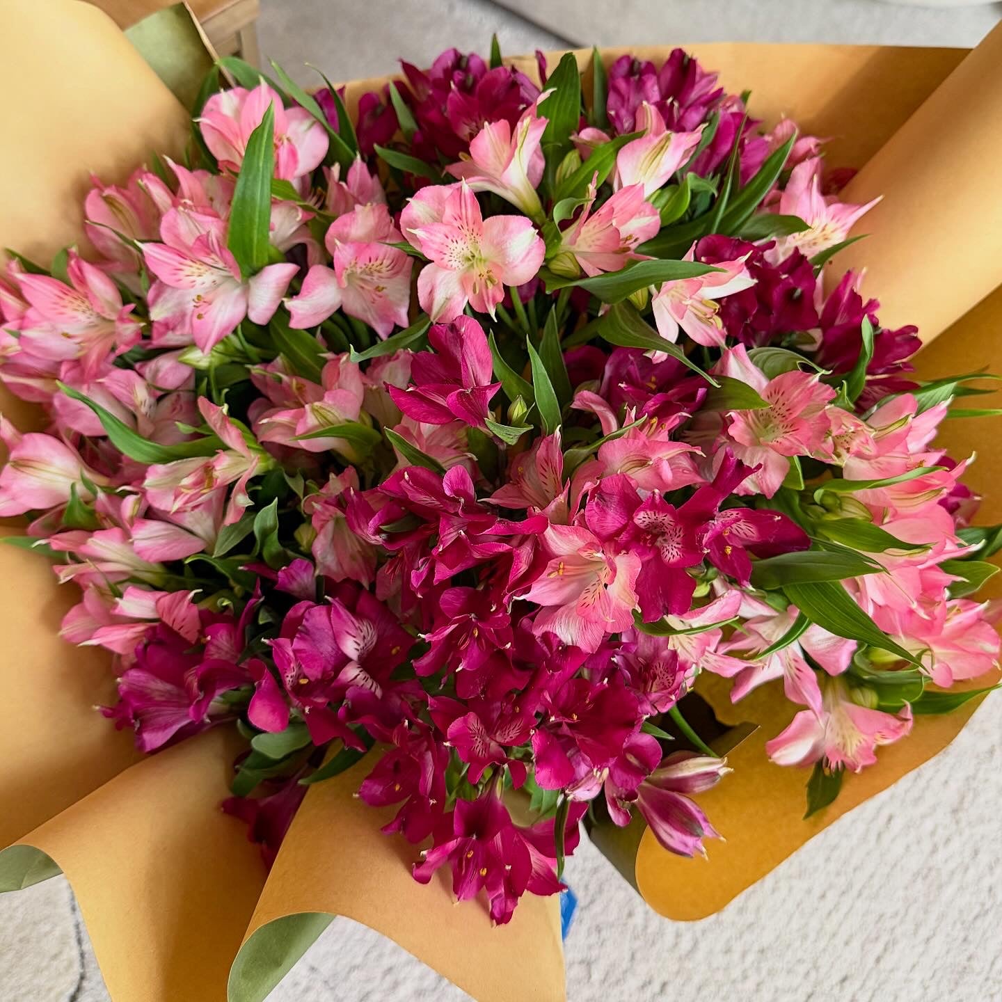 Sweet Pink Alstroemeria